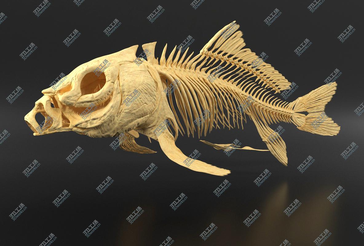 images/goods_img/2021040231/Carp Skeleton 3D/5.jpg
